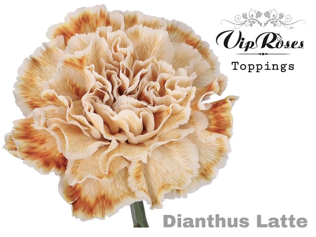 <h4>Dianthus st paint latte</h4>