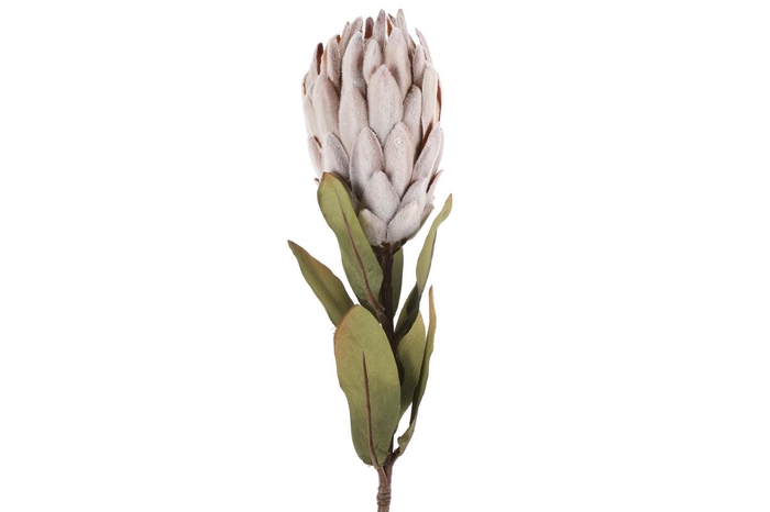 <h4>Af Protea L61cm Licht Roze</h4>