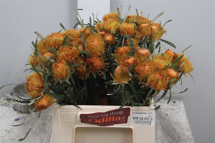 <h4>Banksia Dryandra</h4>