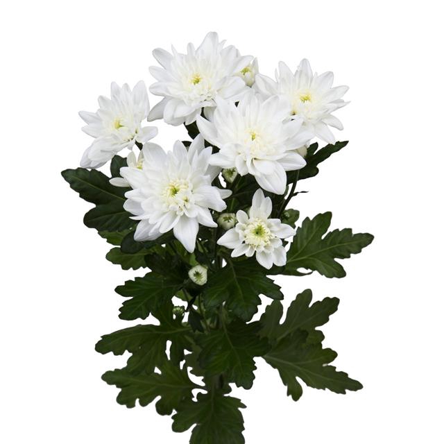 <h4>Chrys sp pina colada</h4>