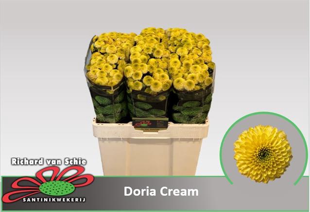 <h4>Chr San Doria Cream</h4>
