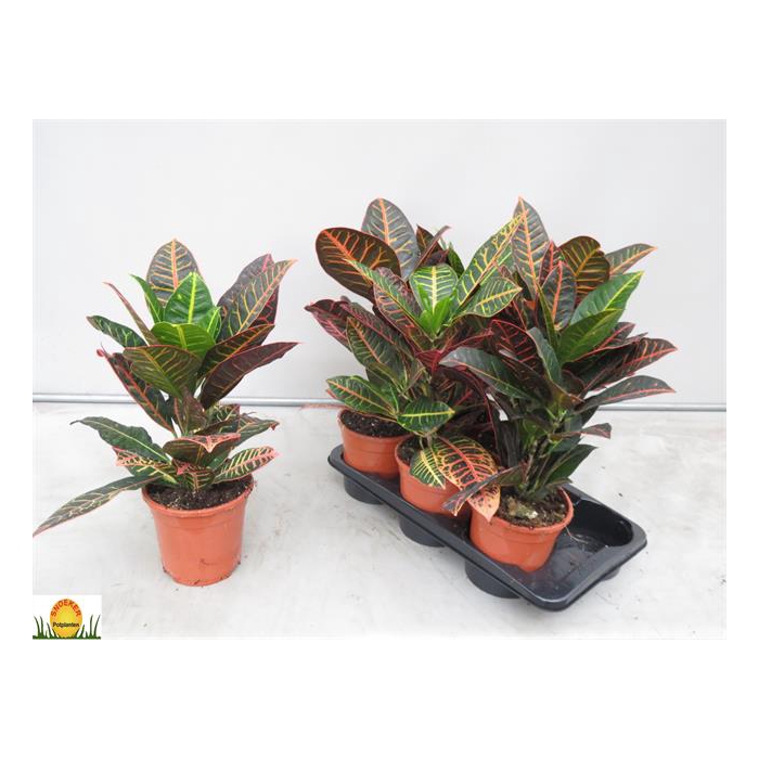 <h4>Codiaeum Petra 17Ø 50cm 1pp</h4>
