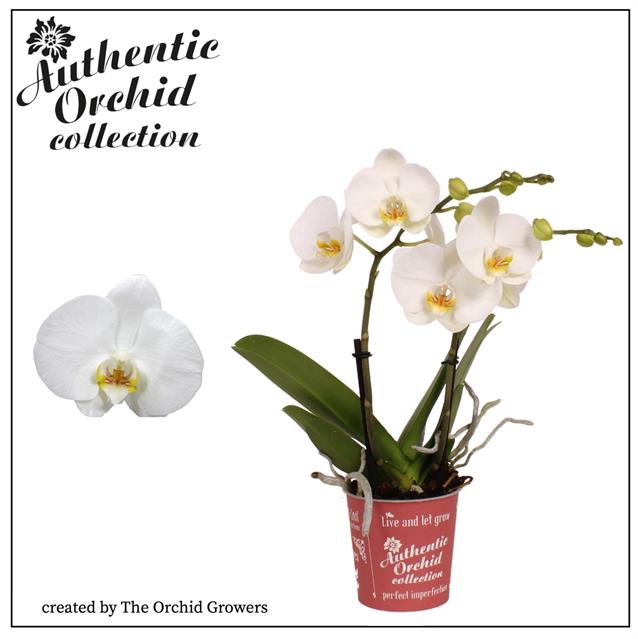 <h4>Authentic Phal. Spirit White - 2 Sp</h4>