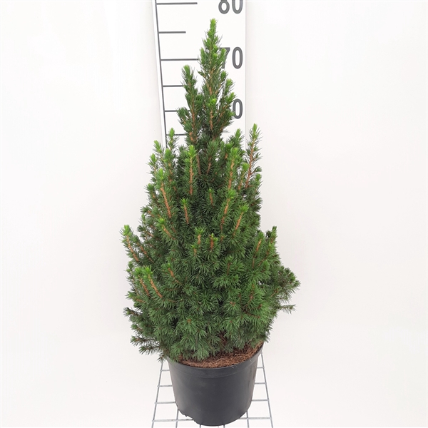 <h4>Picea Gl. Conica P23 70-80</h4>
