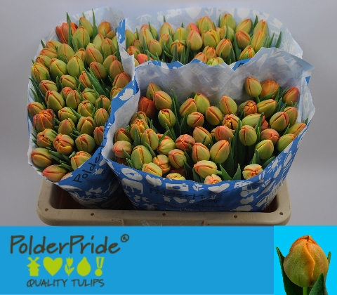 <h4>Tulipa do icoon</h4>