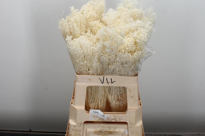 <h4>Dried Brooms Bleached Bunch</h4>