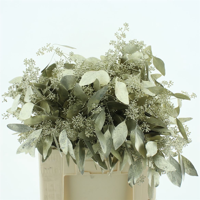 <h4>Euca Populus Bes Klb Platina 200gr</h4>