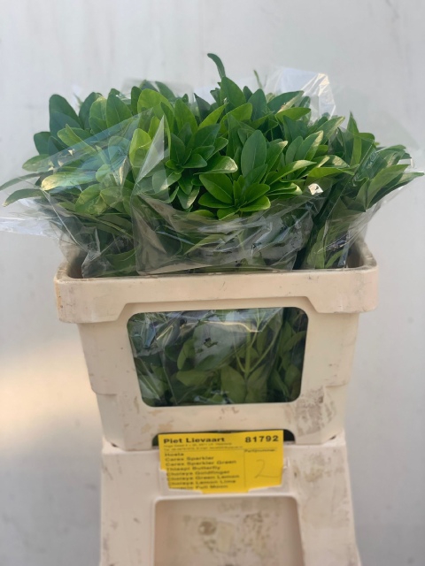 <h4>Choisya ternata green lemon</h4>