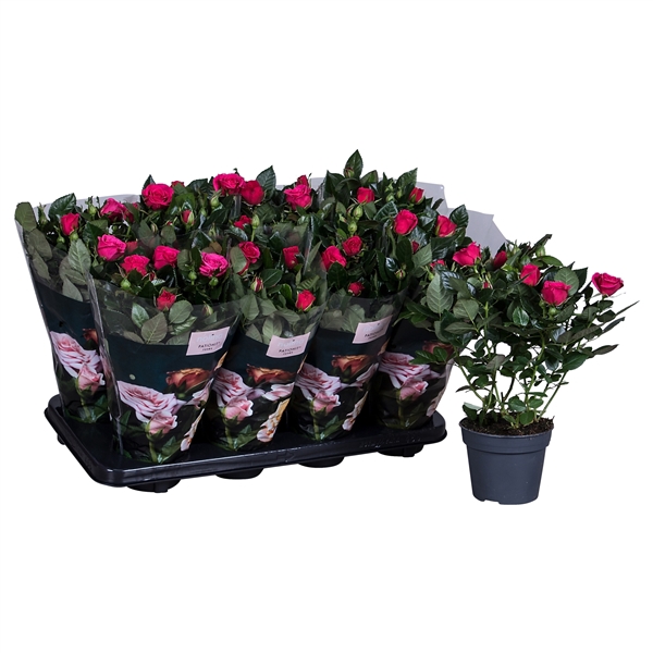 <h4>Nolina Roses Ø 13 cm Dark pink st. 1-2</h4>