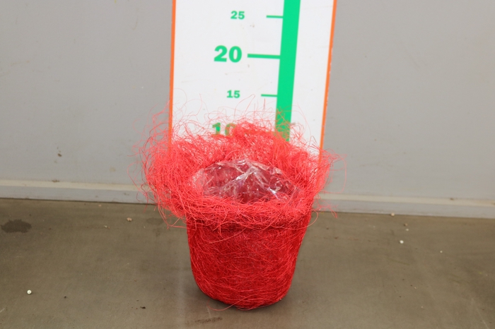 <h4>MANDJE SISAL ROOD 10 CM</h4>