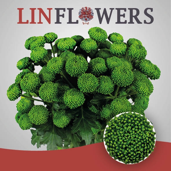 <h4>Chrys sp deligreen</h4>