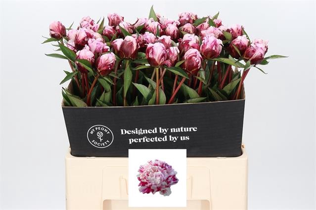<h4>Paeonia candy stripe</h4>