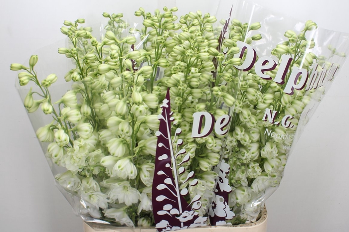 <h4>Delph Du Dew Anastas</h4>