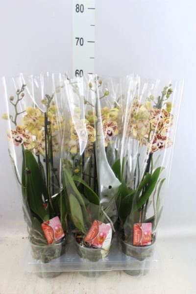 <h4>Phalaenopsis   ...</h4>