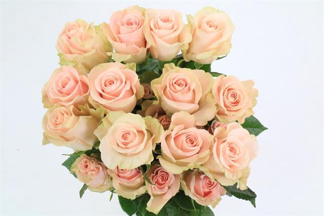 <h4>Rosa ec blessing</h4>