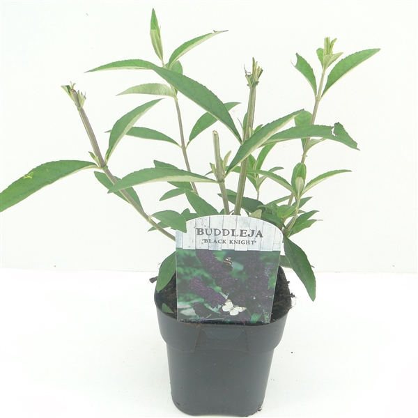 <h4>Buddleja dav. Black Knight</h4>