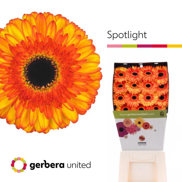 <h4>Gerbera diamond spotlight</h4>