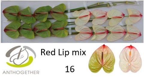 <h4>Anthurium mix red lip</h4>