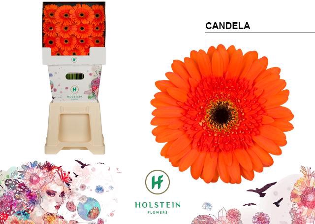 <h4>Gerbera diamond candela</h4>