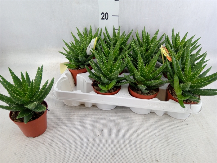 <h4>Aloe   ...</h4>