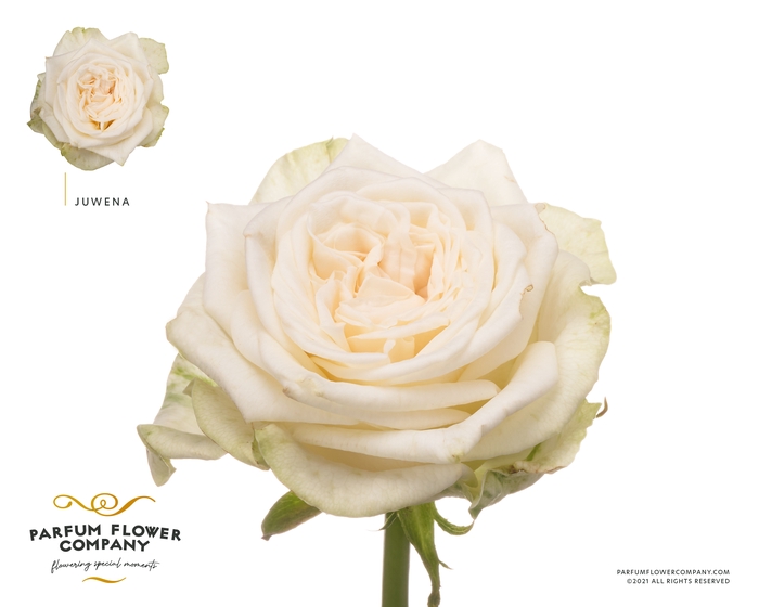 A&Z Flowers Webshop