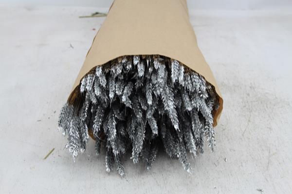 <h4>Droog Tarwe Zilver + Glt</h4>