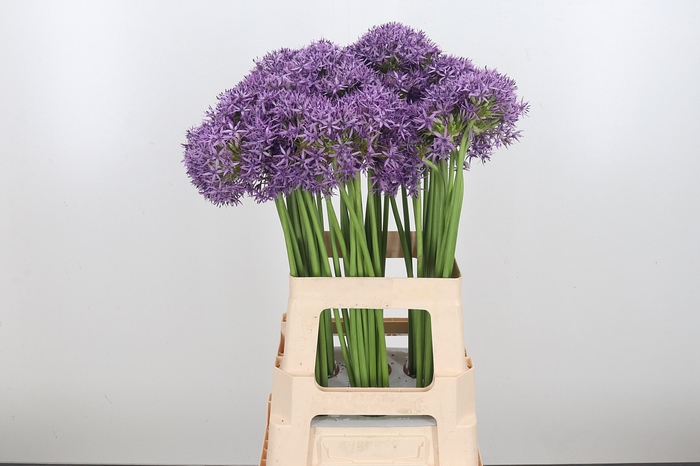 <h4>Allium Violet Beauty</h4>