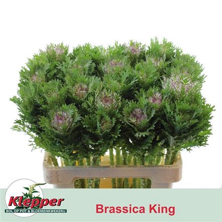 <h4>Brass Crane King</h4>
