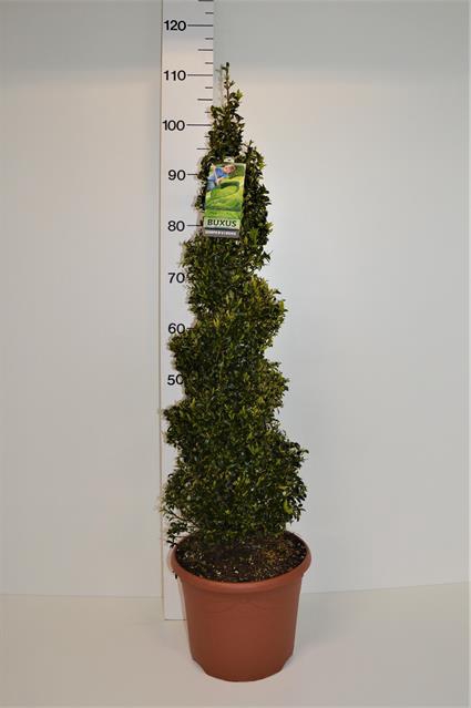 <h4>BUXU SEMPERVIRENS</h4>