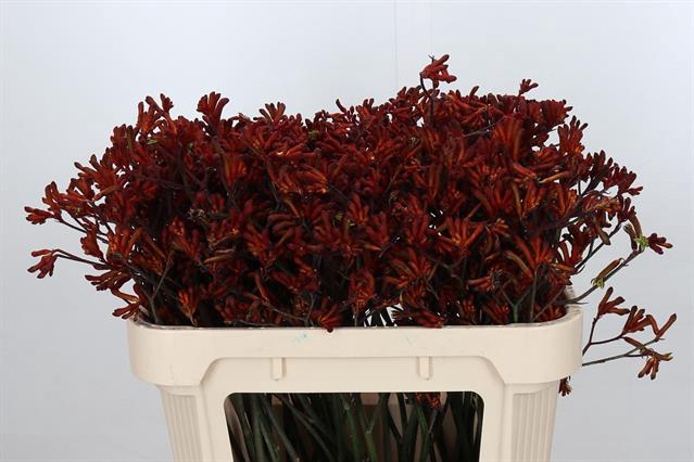 <h4>ANIGOZ BUSH RUBY</h4>