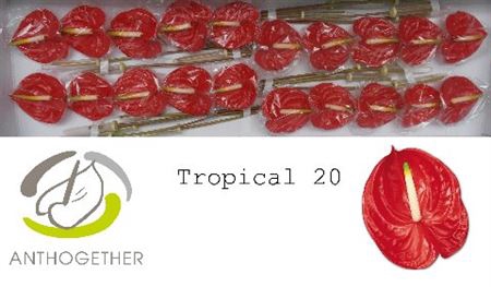 <h4>Anth A Tropical 20</h4>