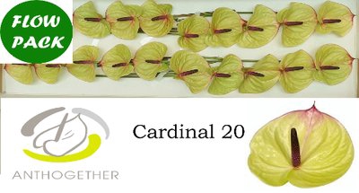 <h4>Anthurium cardinal</h4>