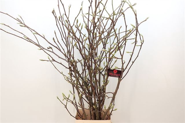 <h4>Magnolia grandiflora per stem</h4>