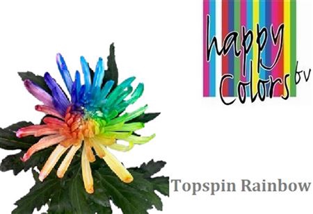 <h4>Chr G Topspin Rainbow</h4>