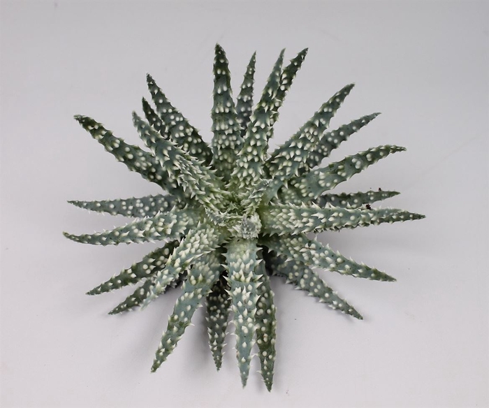 <h4>Aloe Humillis Cutflower Wincx-10cm</h4>