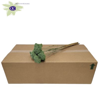 <h4>Achillea per stem frosted mint green</h4>