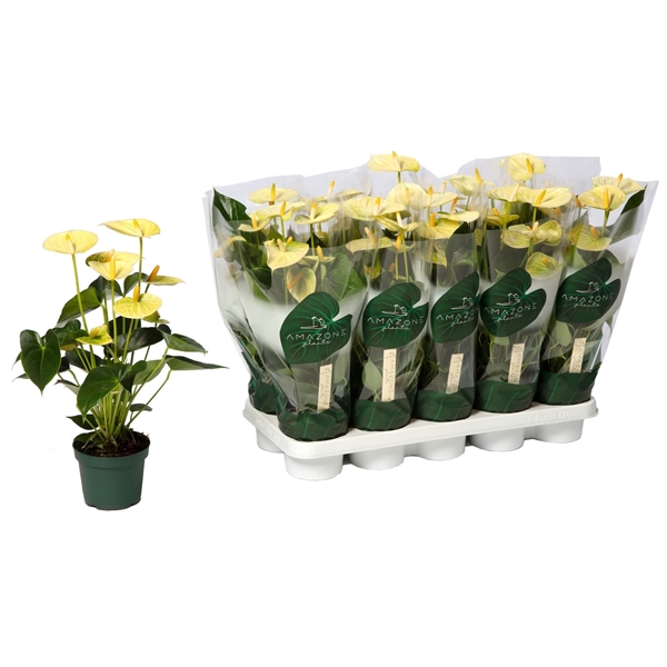 <h4>Anthurium Vanilla 12cm</h4>