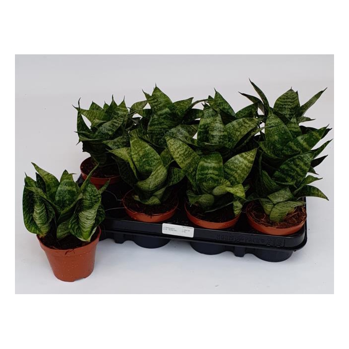 <h4>Sansevieria Forest Star 9Ø 20cm 1pp</h4>