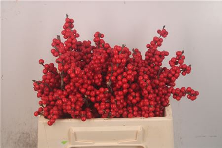 <h4>Ilex magical crimson</h4>