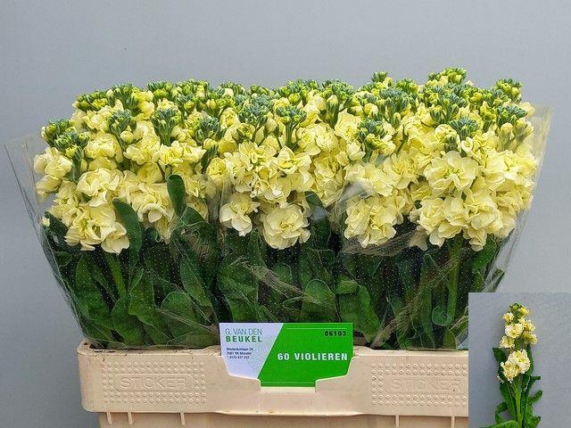 <h4>Matthiola cream</h4>