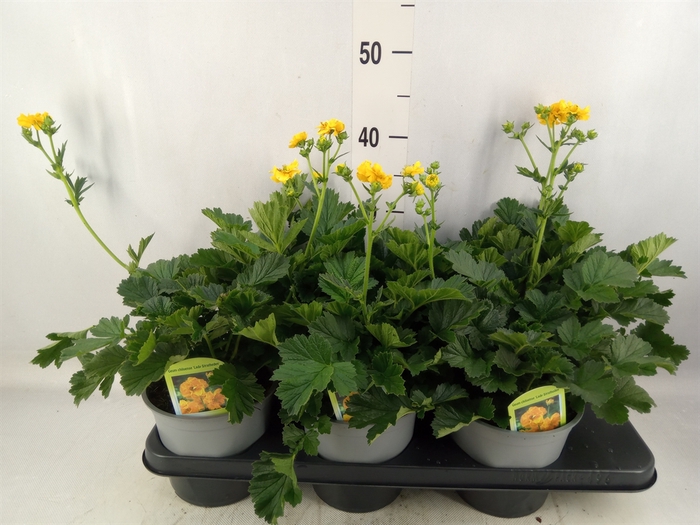 <h4>Geum Chiloense 'lady Stratheden'</h4>