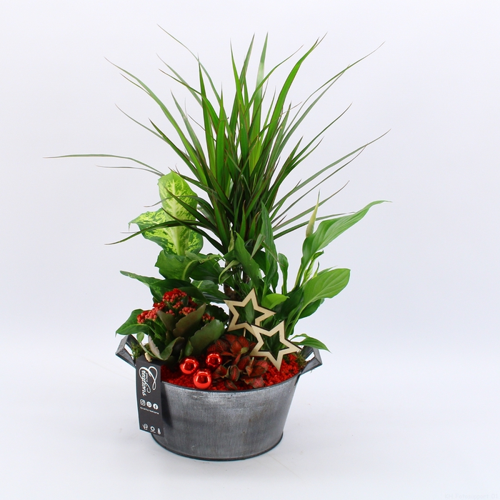 <h4>BAXM-2314R Xmas Fundamentals</h4>
