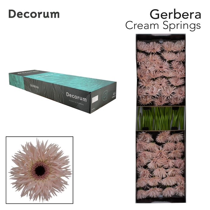 <h4>GE GS CREAM SPRINGS Doos</h4>