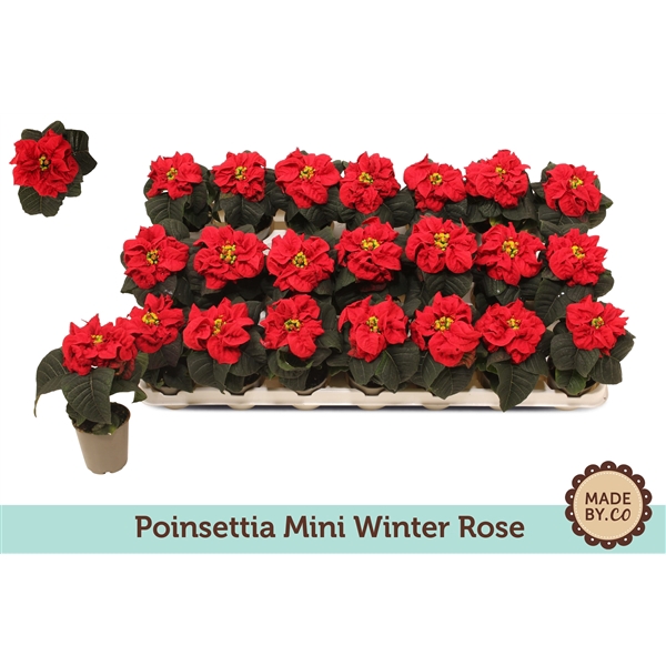 <h4>Euph. Poinsettia Winter Rose Red</h4>