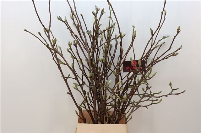 <h4>Magnolia grandiflora per stem</h4>