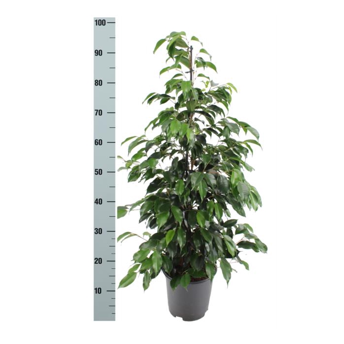 <h4>Ficus Danielle 21Ø 100cm 2pp</h4>