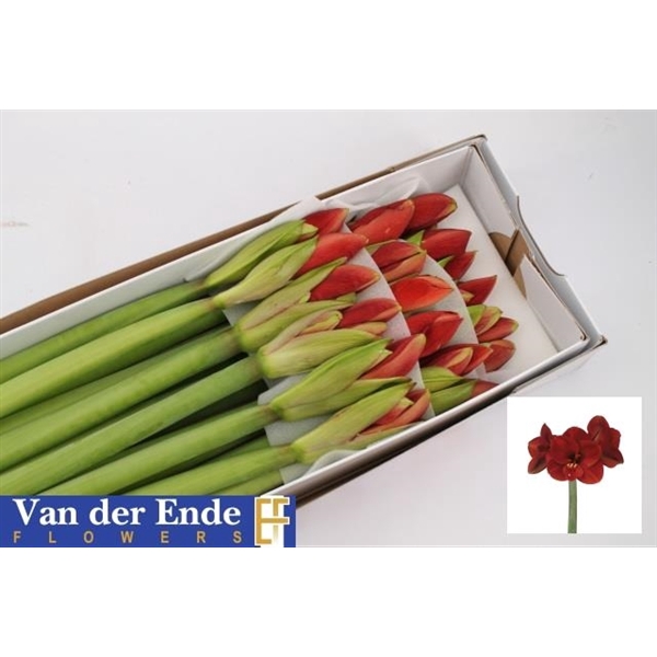 <h4>Hippeastrum ferrari</h4>