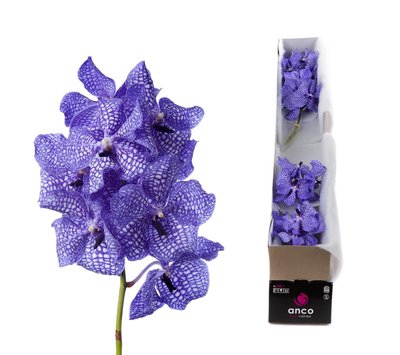 <h4>Vanda kanchana delft blue</h4>