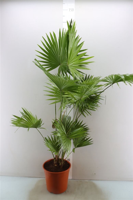 <h4>Livistona Rotundifolia 2 Pp</h4>