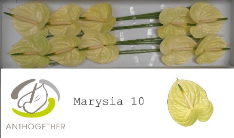 <h4>Anthurium marysia</h4>